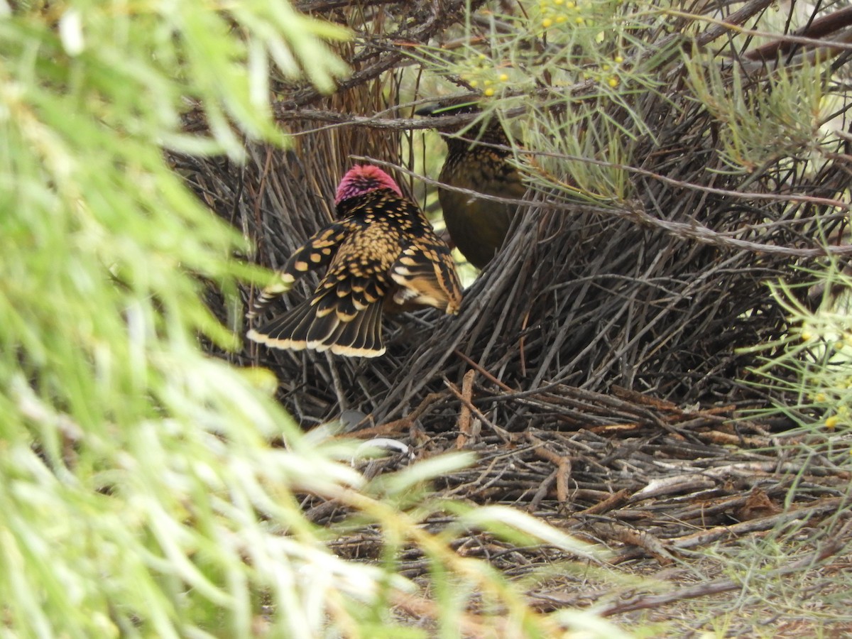 Western Bowerbird - ML620742703