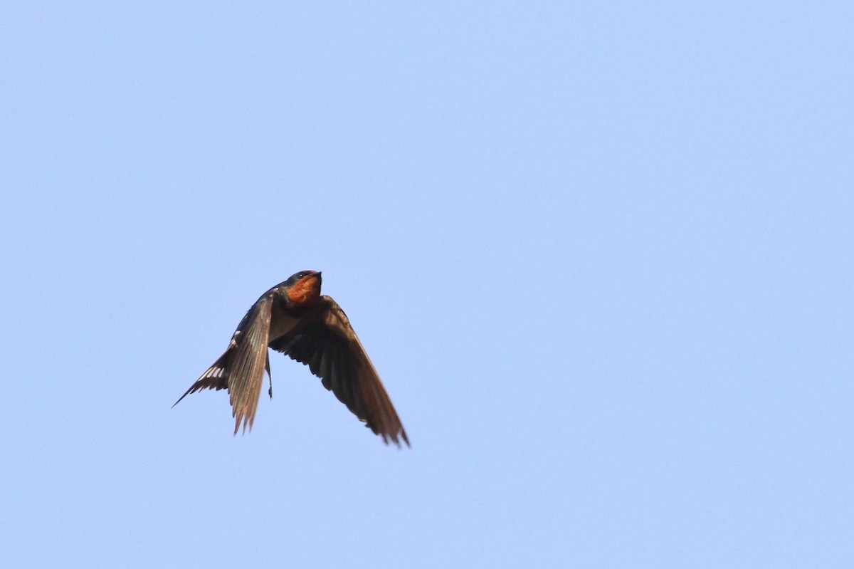 Barn Swallow - ML620742706