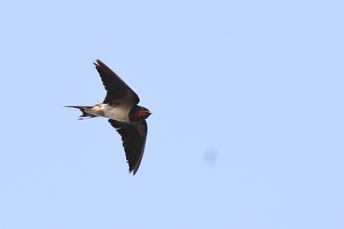 Barn Swallow - ML620742707