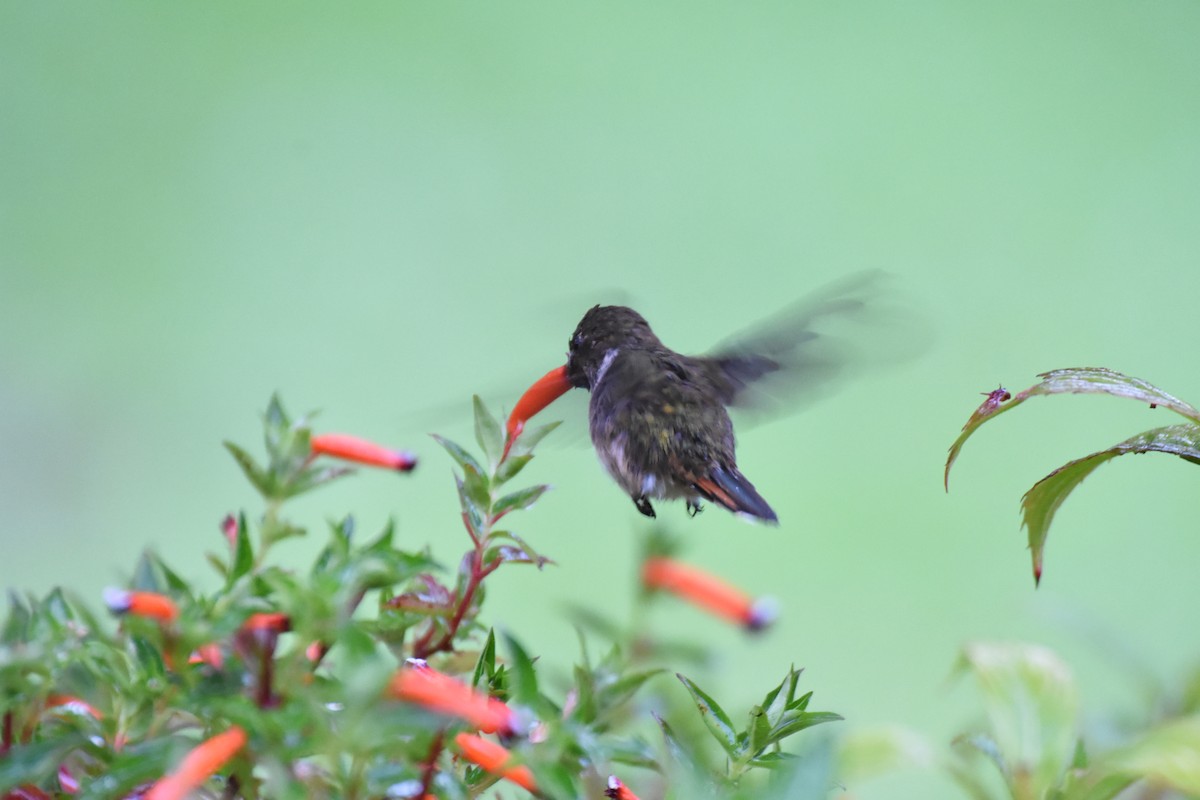 Colibrí Centelleante - ML620742708