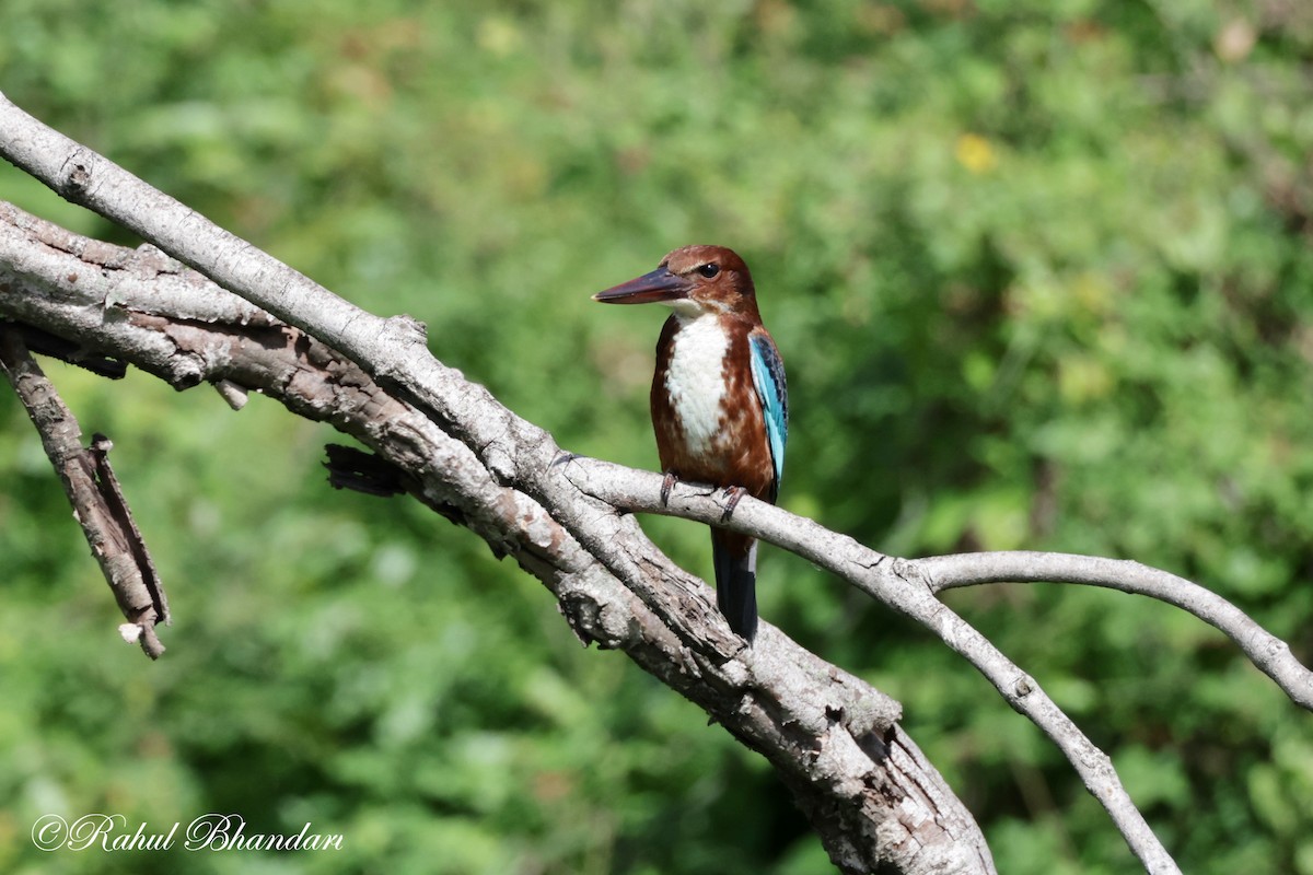 White-throated Kingfisher - ML620742715