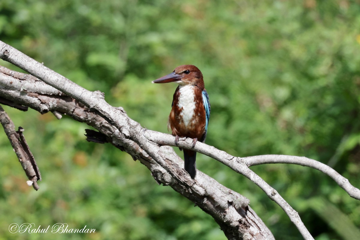 White-throated Kingfisher - ML620742719