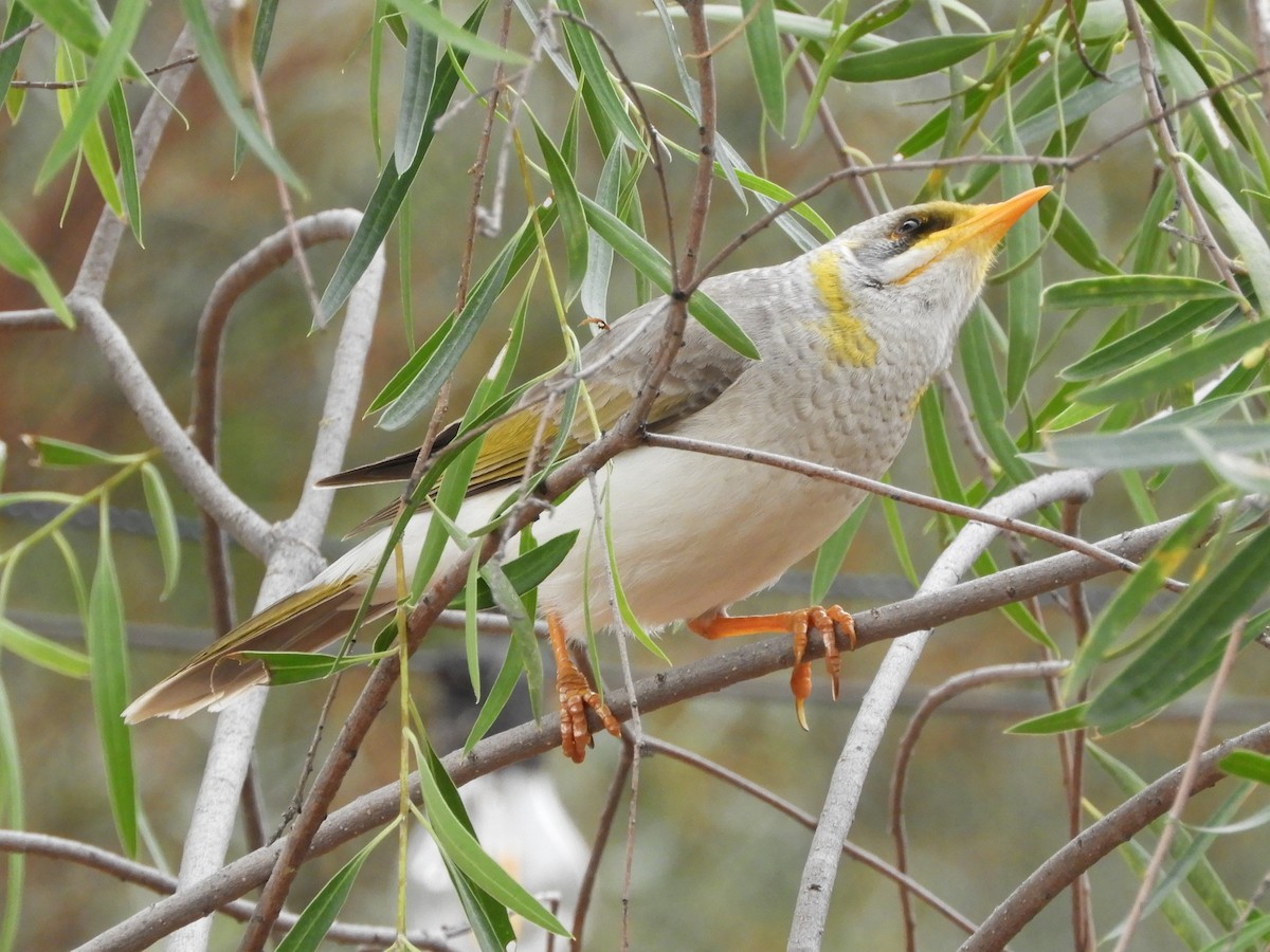 Yellow-throated Miner - ML620742722