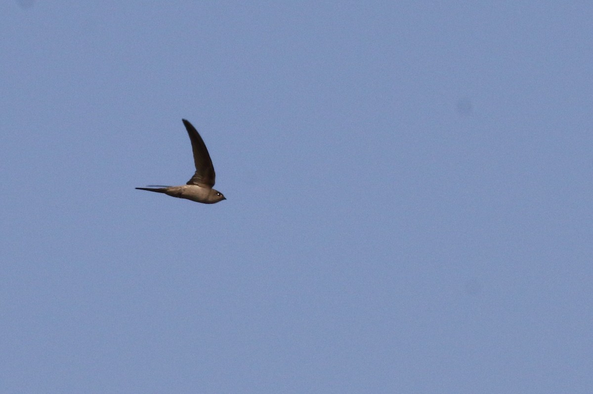 Asian Palm Swift - ML620742723