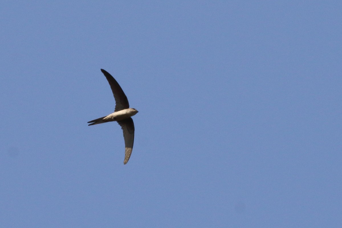 Asian Palm Swift - ML620742724