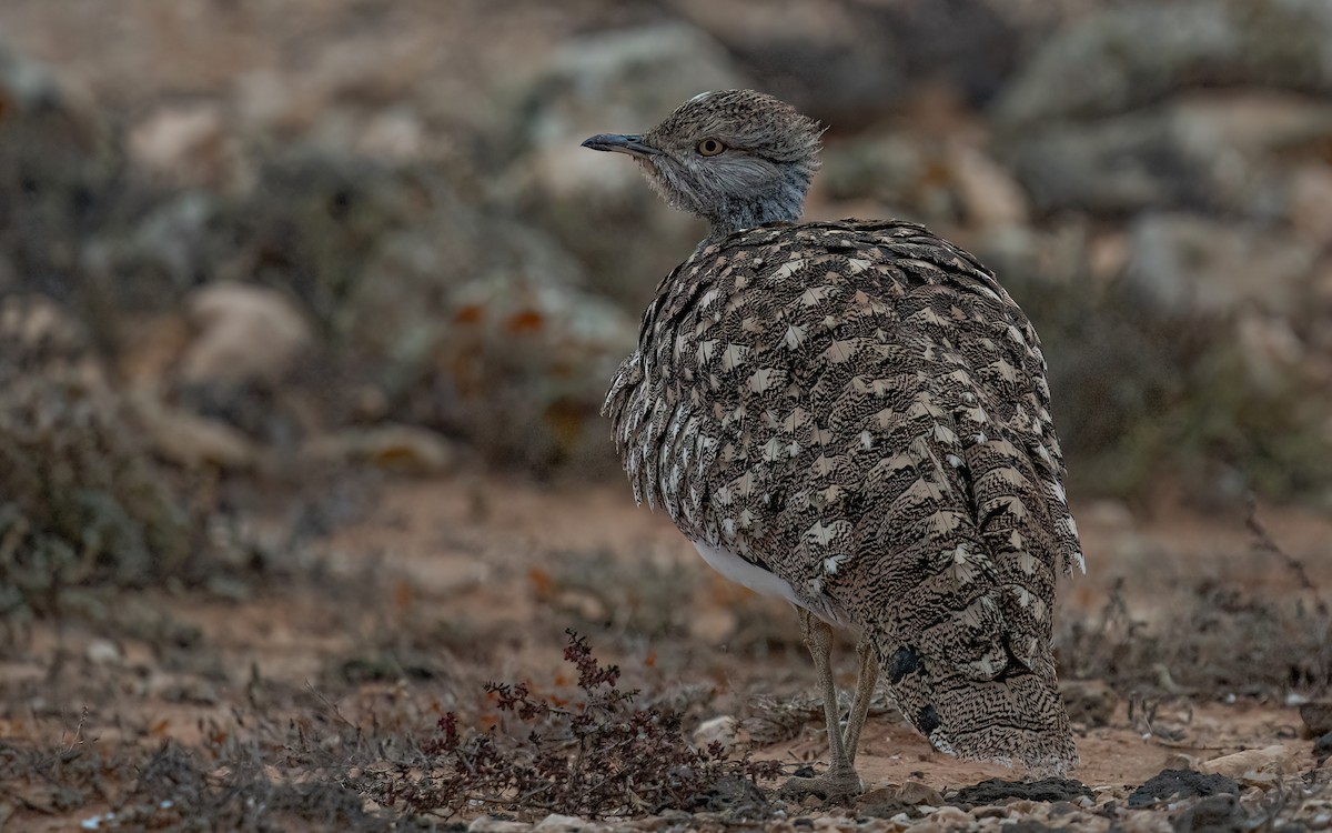 フサエリショウノガン（fuertaventurae） - ML620742726