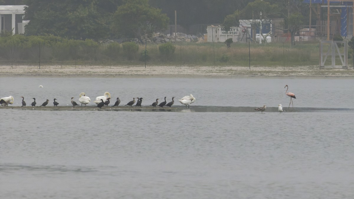 American Flamingo - ML620742728