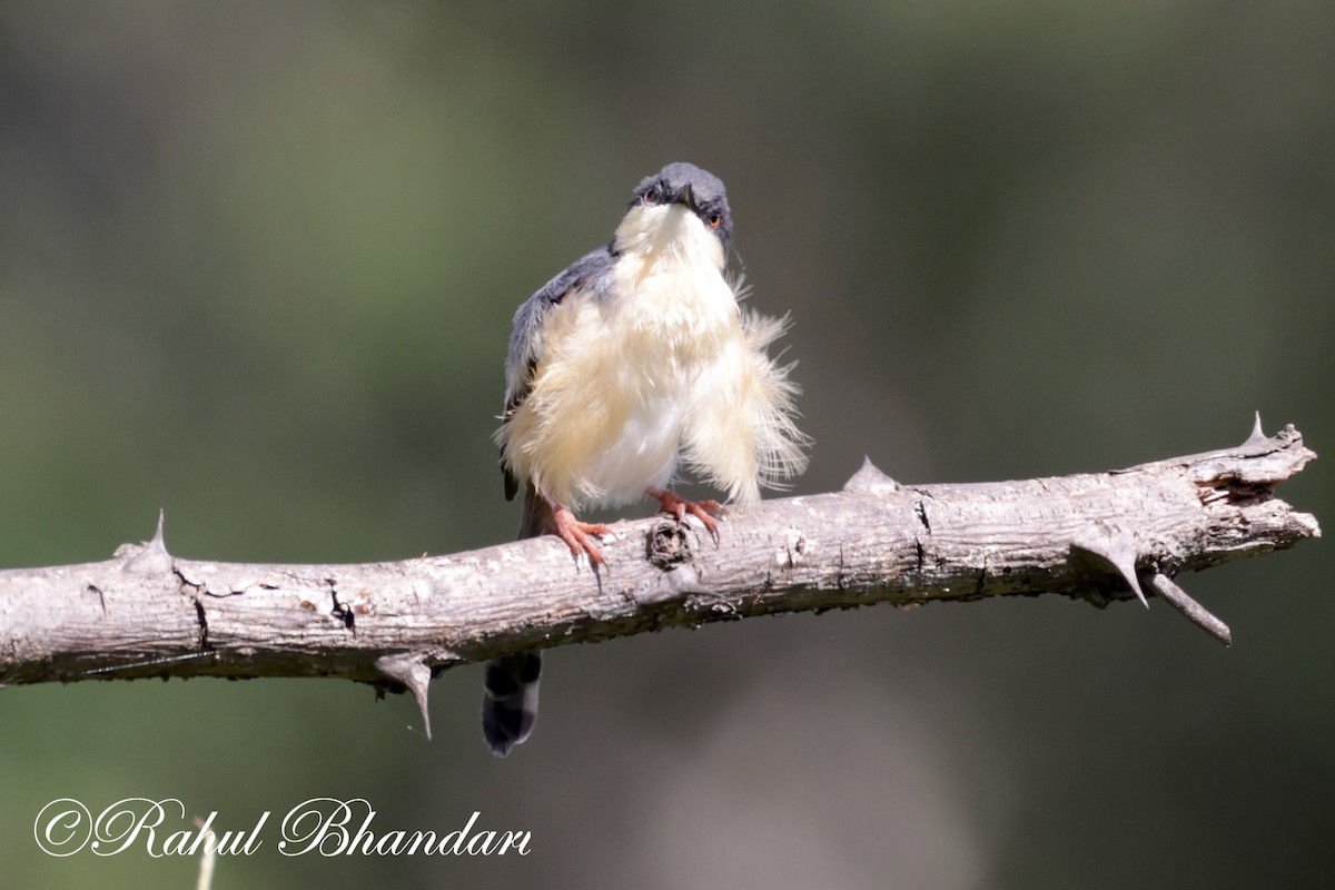 Ashy Prinia - ML620742735