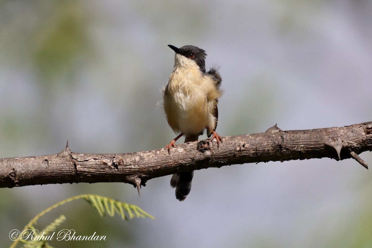 Ashy Prinia - ML620742737