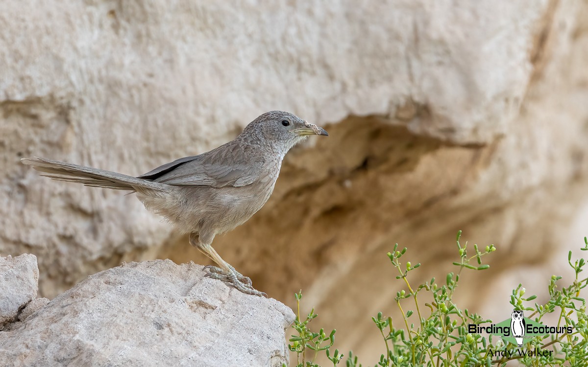 Arabian Babbler - ML620742741