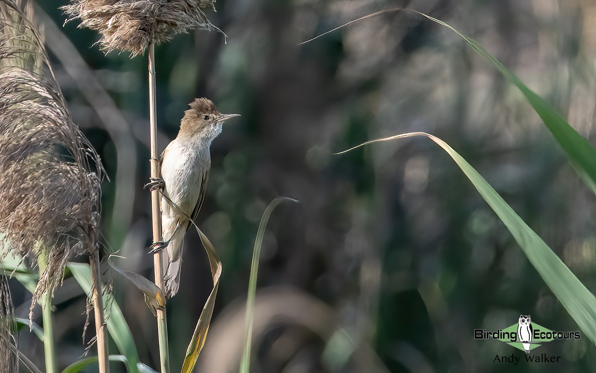 Clamorous Reed Warbler (Brown) - ML620742748