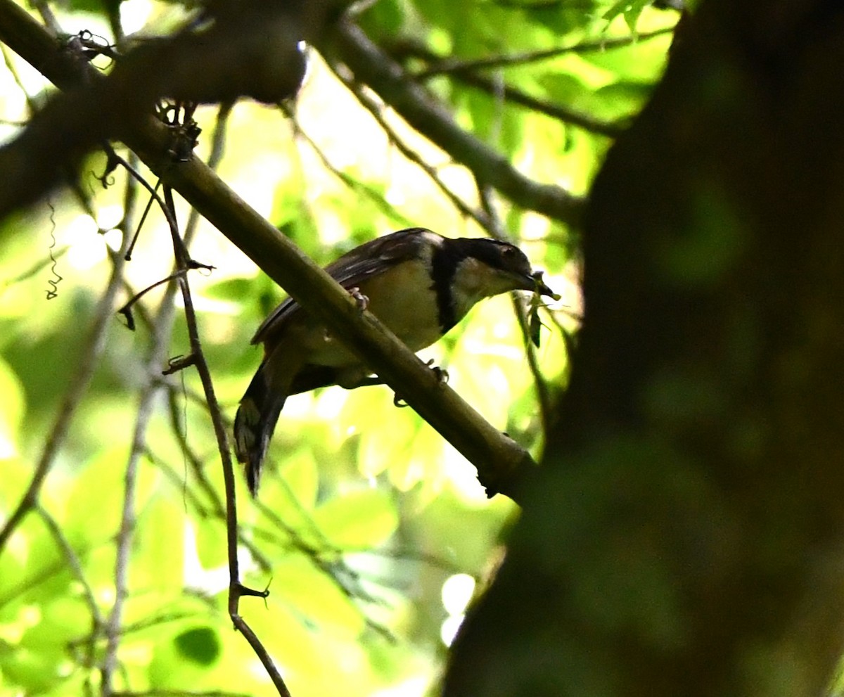 Greater Necklaced Laughingthrush - ML620742762