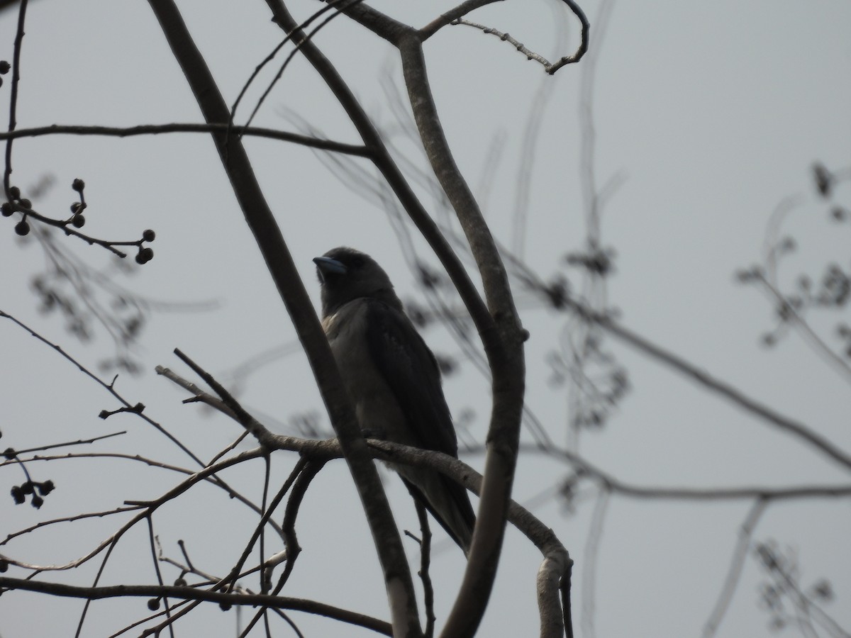 Ashy Woodswallow - ML620742763