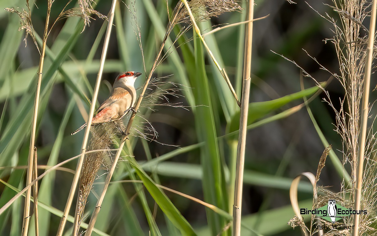 Crimson-rumped Waxbill - ML620742766