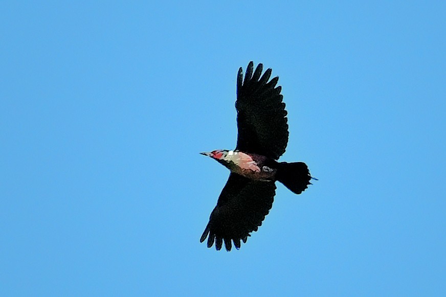 Lewis's Woodpecker - ML620742772