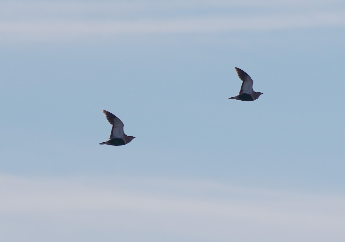 Black-bellied Sandgrouse - ML620742774