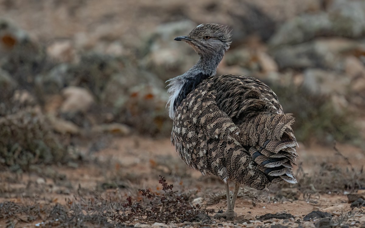 フサエリショウノガン（fuertaventurae） - ML620742779