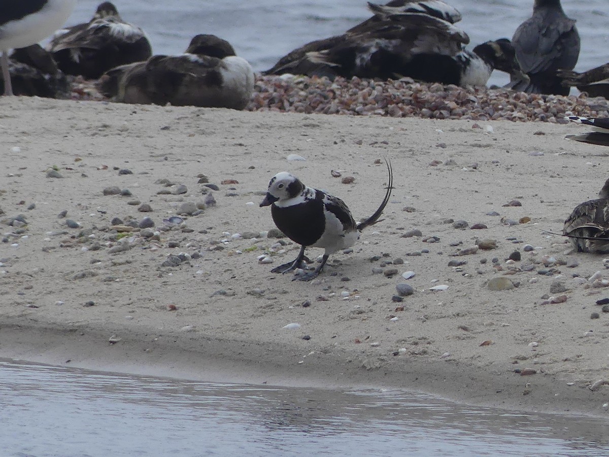 Long-tailed Duck - ML620742791