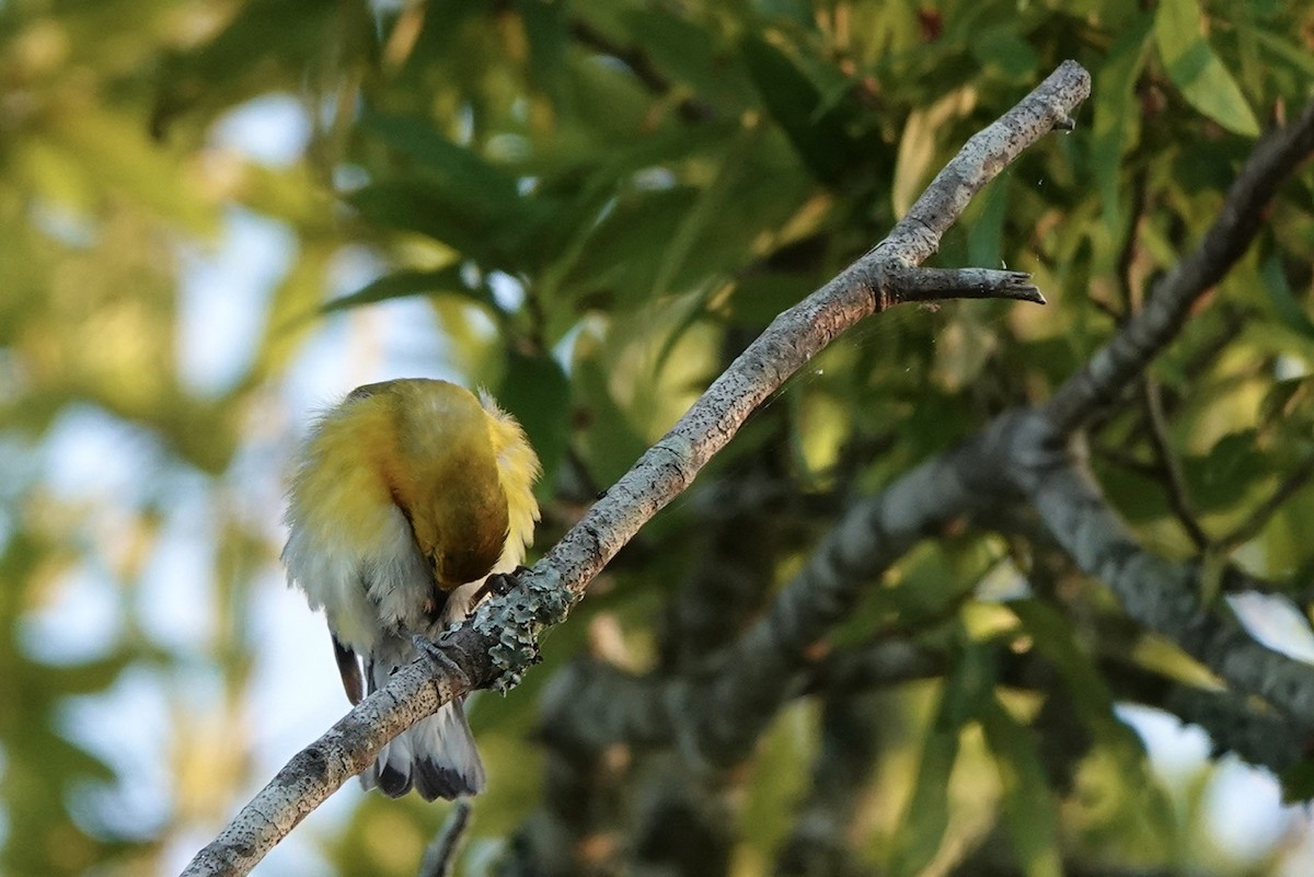 Prothonotary Warbler - ML620742805