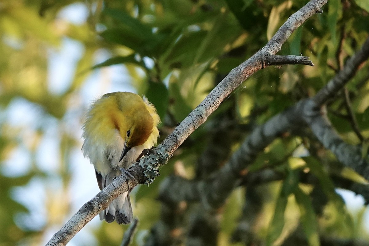 Prothonotary Warbler - ML620742806