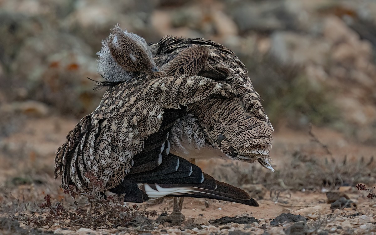 フサエリショウノガン（fuertaventurae） - ML620742807