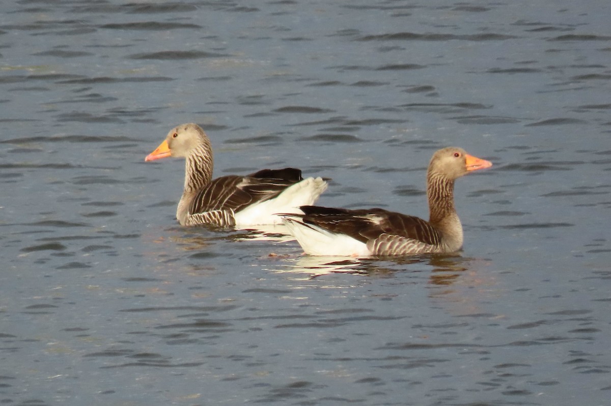 Graylag Goose - ML620742808