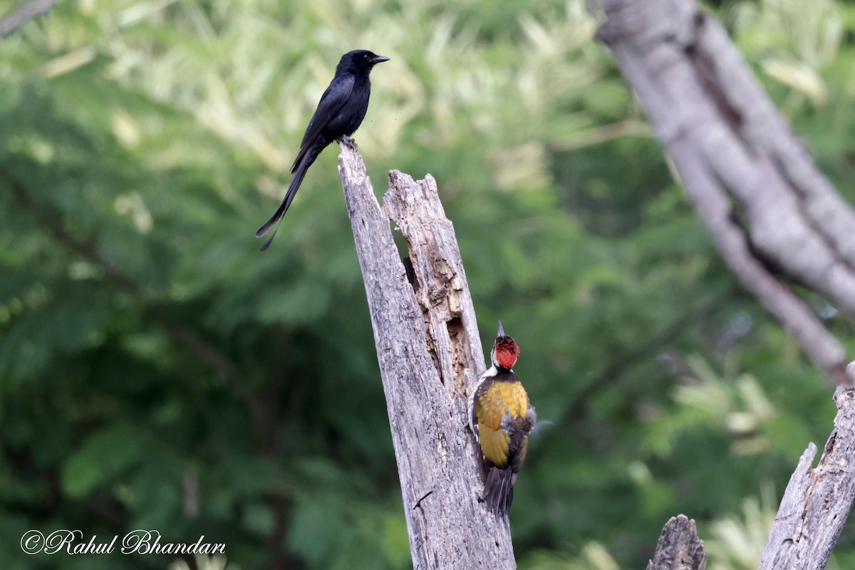 Black Drongo - ML620742811