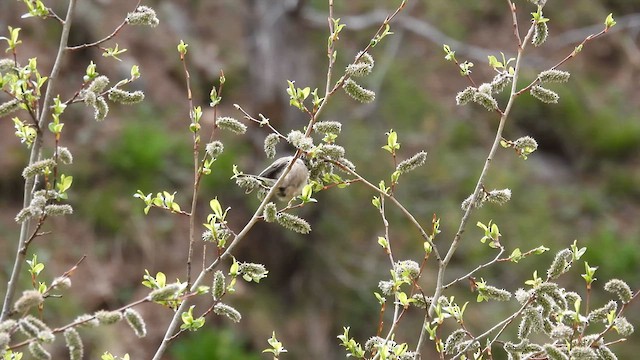 Sichuan Tit - ML620742816