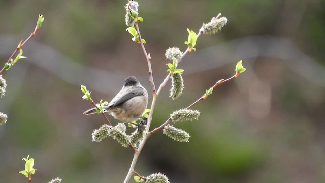 Sichuan Tit - ML620742818