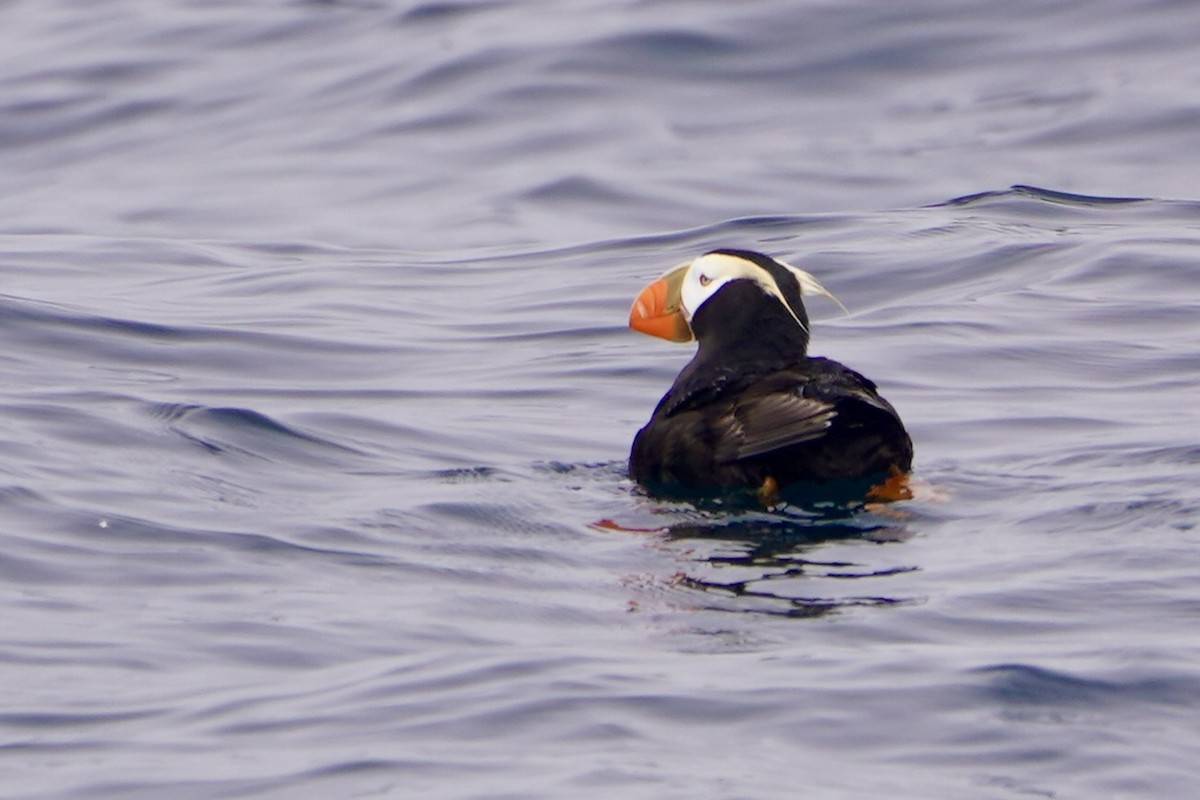 Tufted Puffin - MIck Griffin