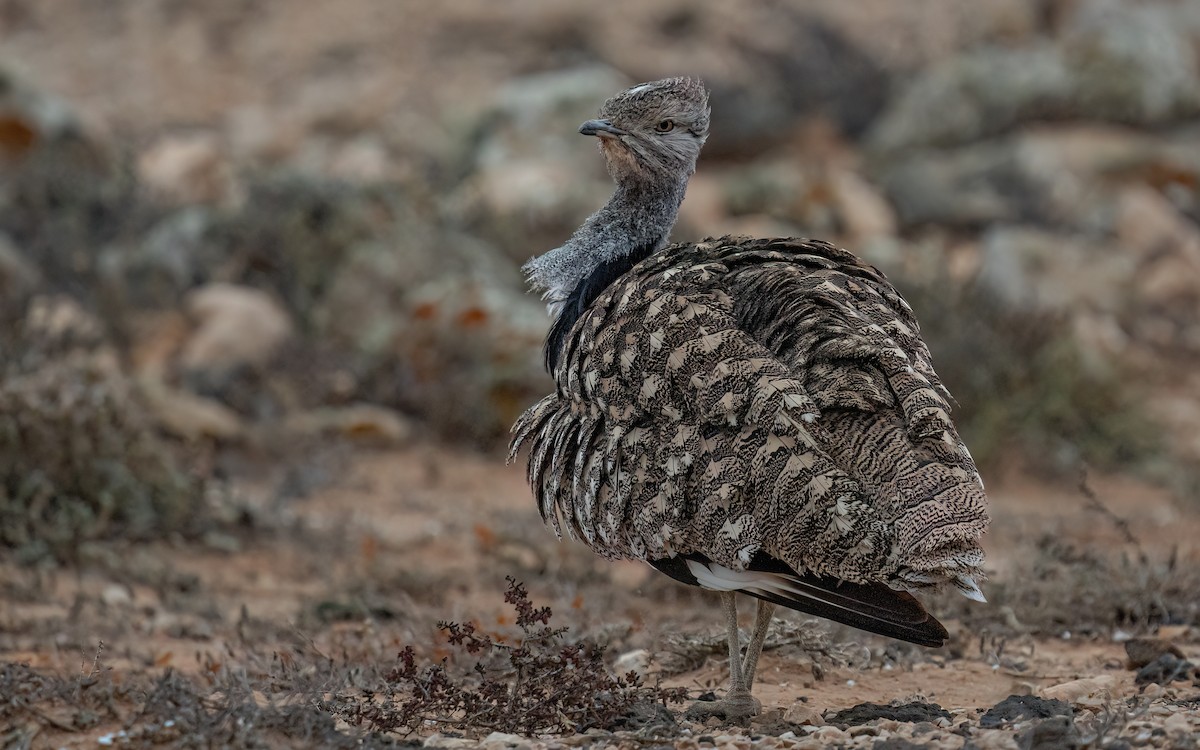 フサエリショウノガン（fuertaventurae） - ML620742821