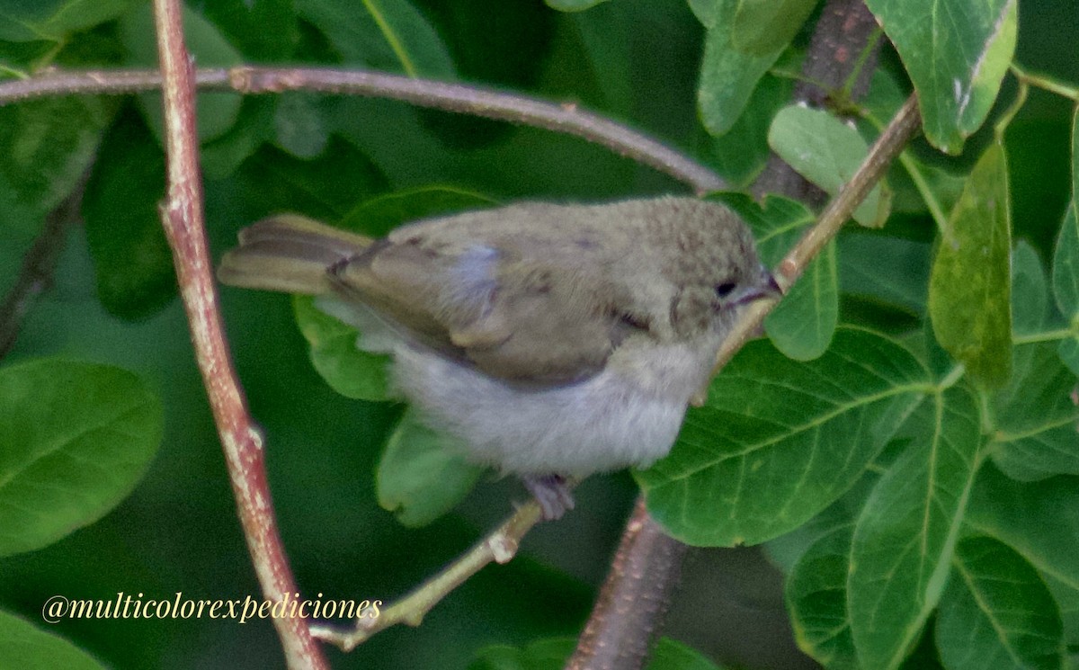 Southern Beardless-Tyrannulet - ML620742822