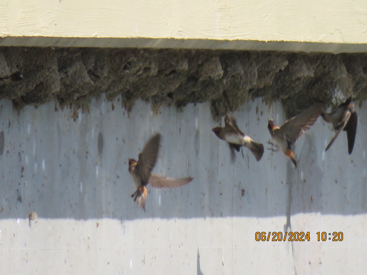 Cliff Swallow - ML620742825