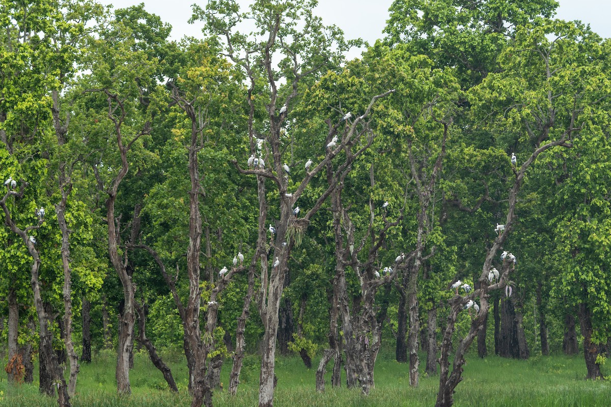 Asian Openbill - ML620742828