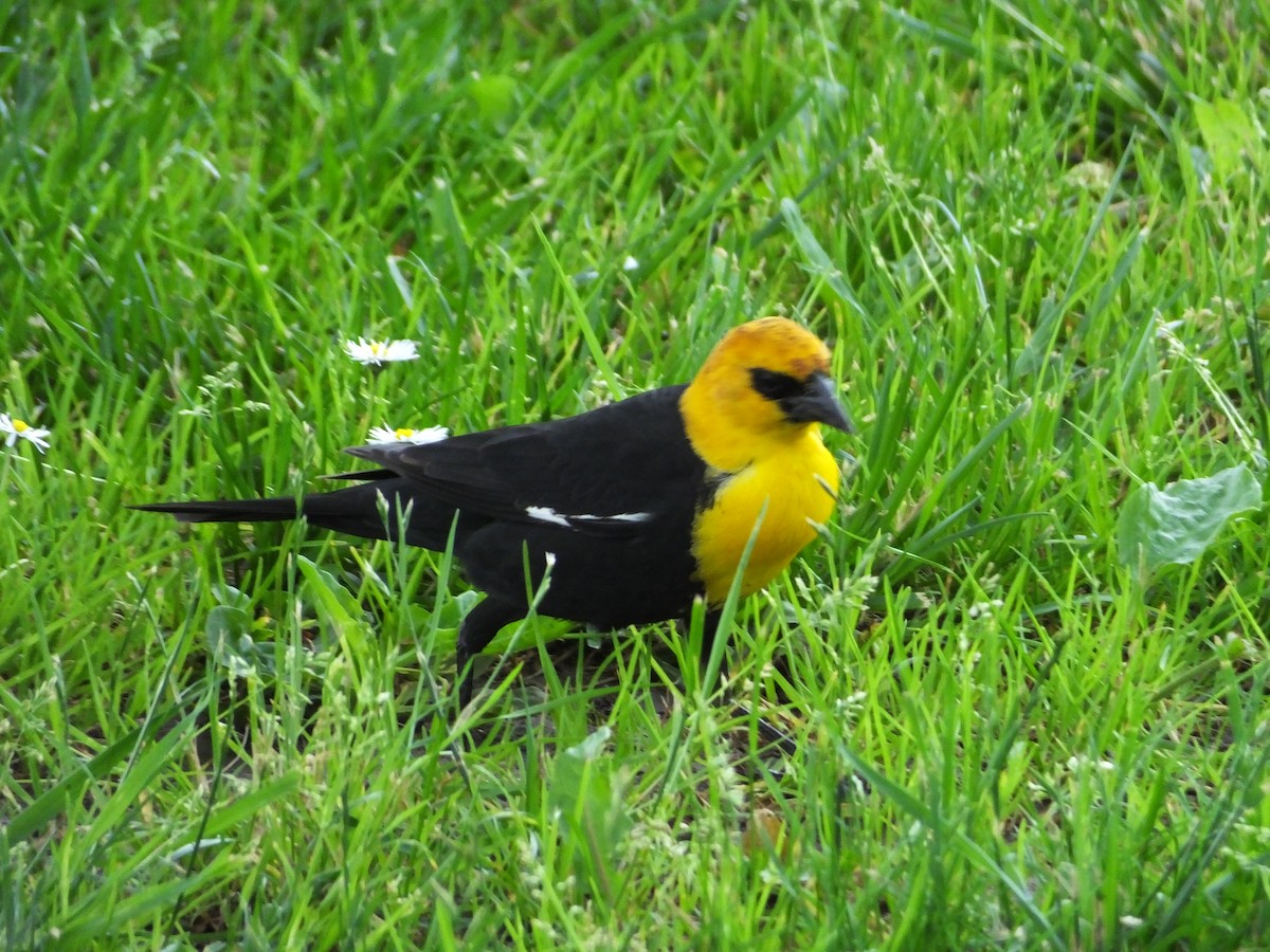 Yellow-headed Blackbird - ML620742831