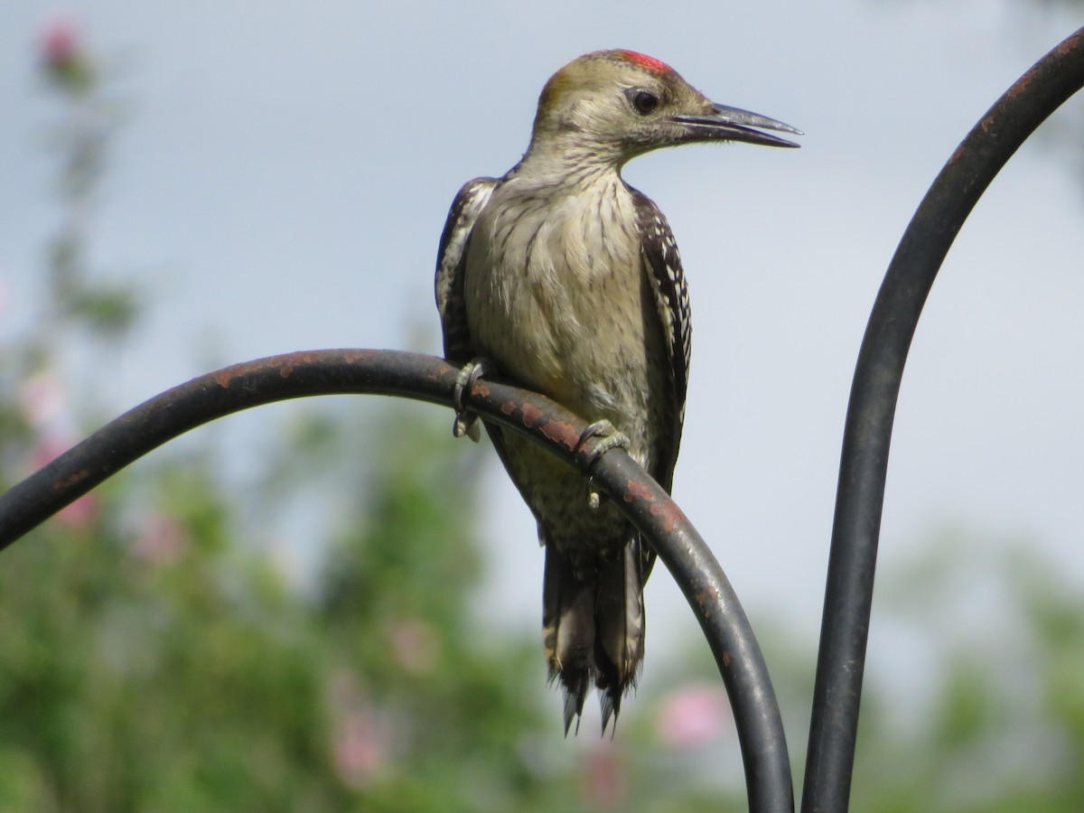 Golden-fronted Woodpecker - ML620742832