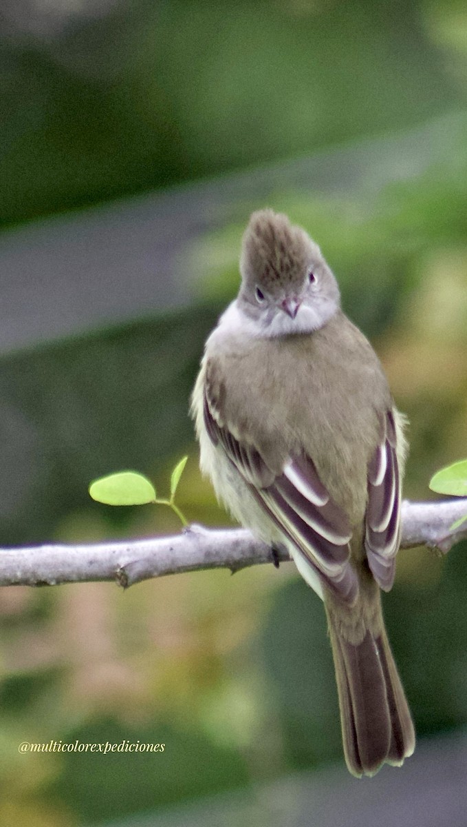 Yellow-bellied Elaenia - ML620742833