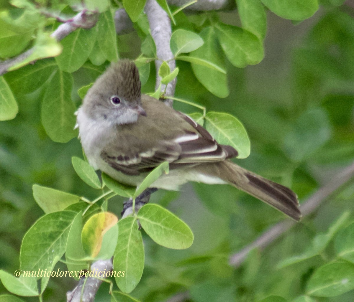 Yellow-bellied Elaenia - ML620742834