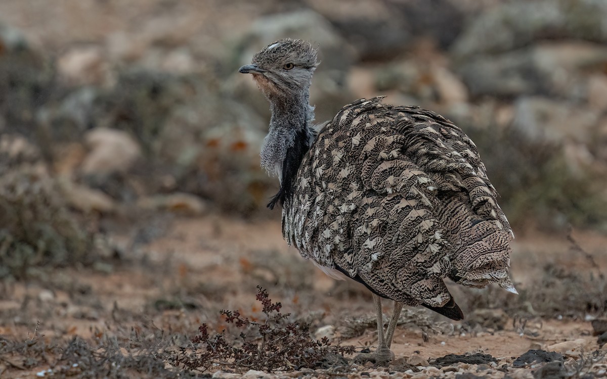 フサエリショウノガン（fuertaventurae） - ML620742837