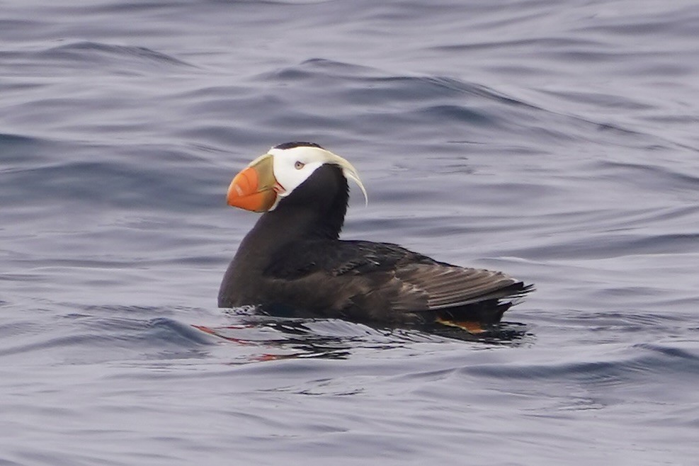 Tufted Puffin - ML620742838