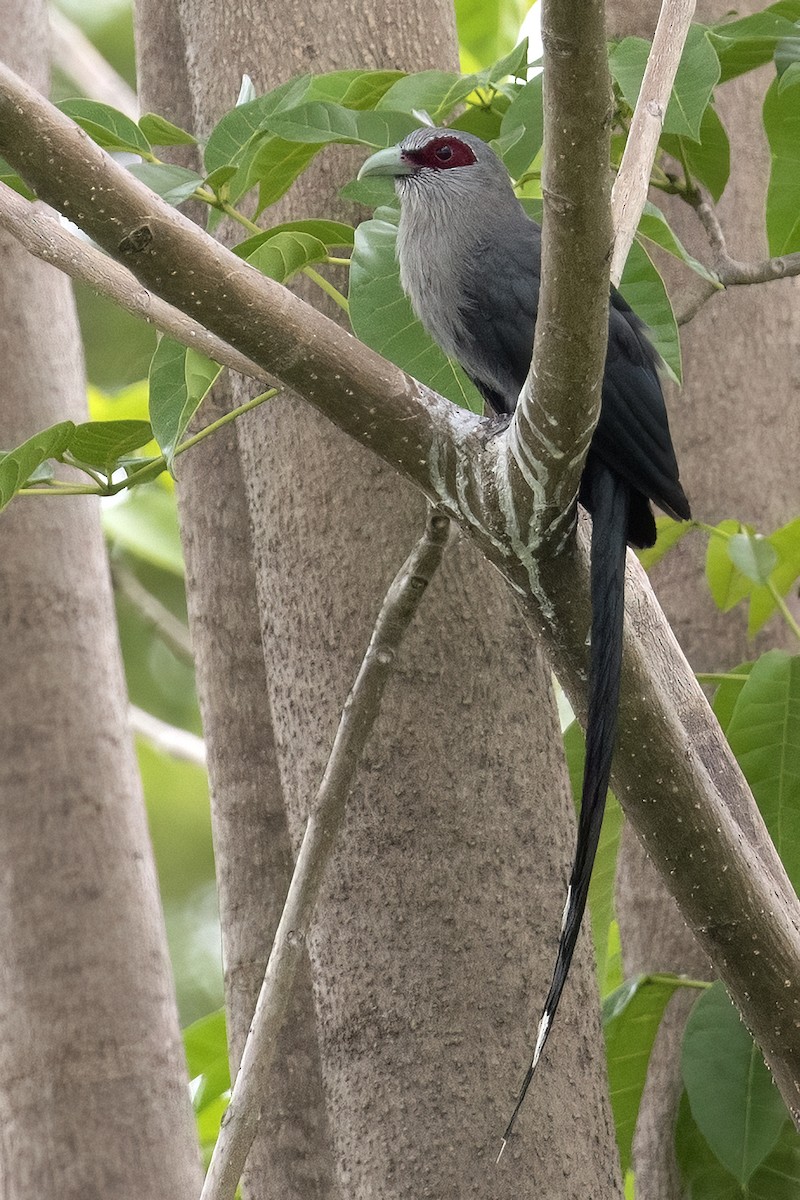 Green-billed Malkoha - ML620742840