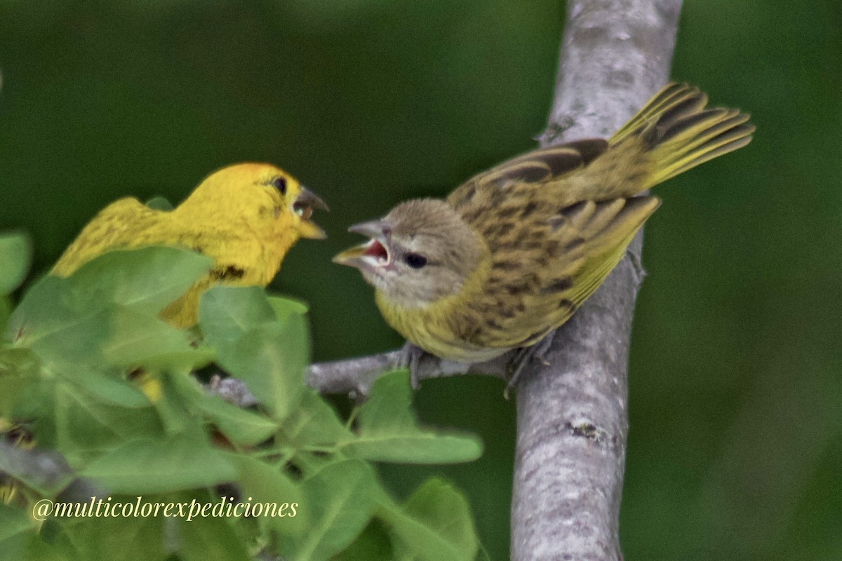 Saffron Finch - ML620742841