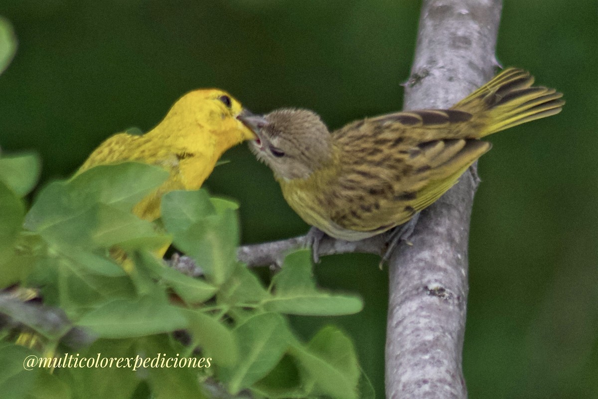 Saffron Finch - ML620742842