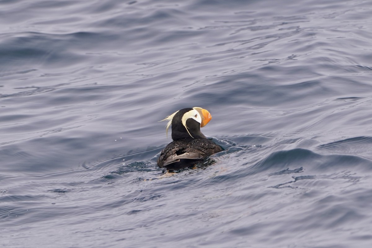 Tufted Puffin - ML620742845