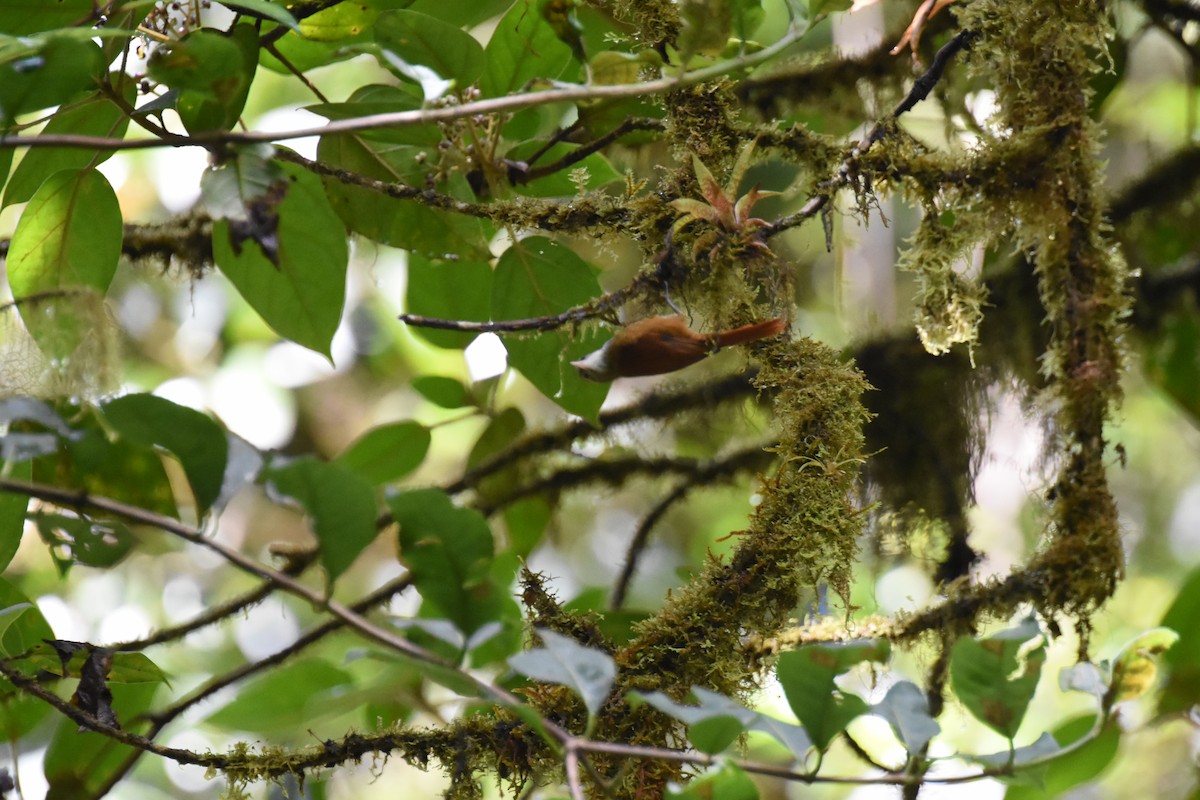 Ruddy Treerunner - ML620742847