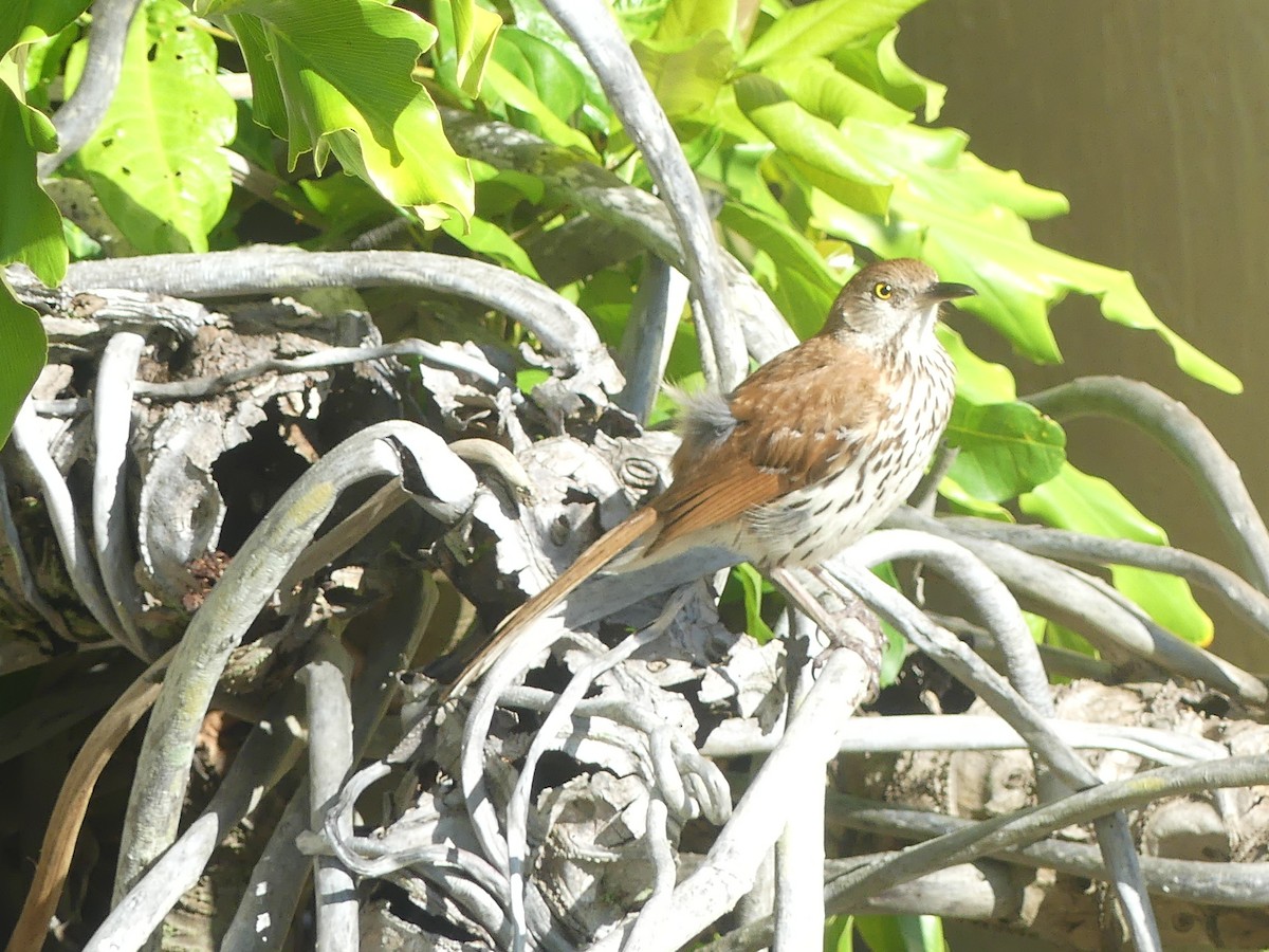 Brown Thrasher - ML620742853