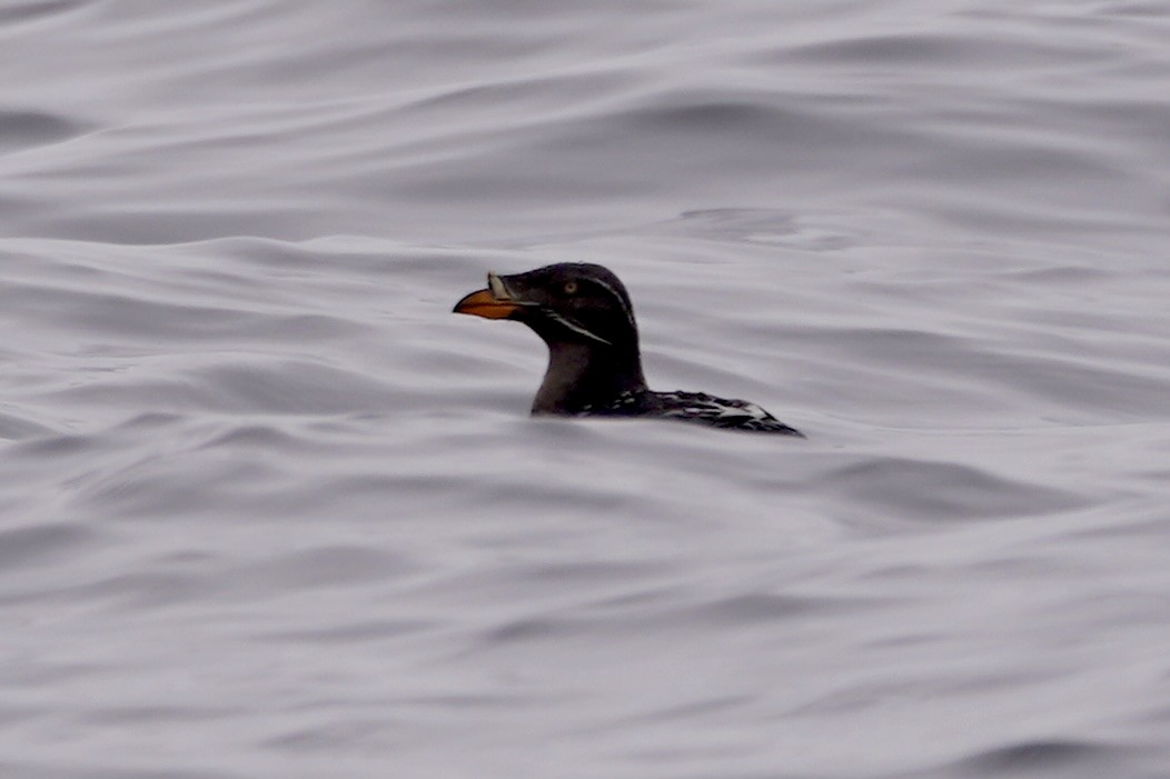 Rhinoceros Auklet - ML620742857