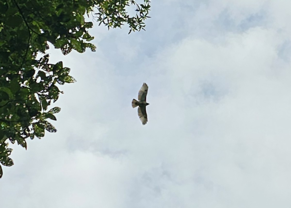 Red-tailed Hawk - Pgh Mom