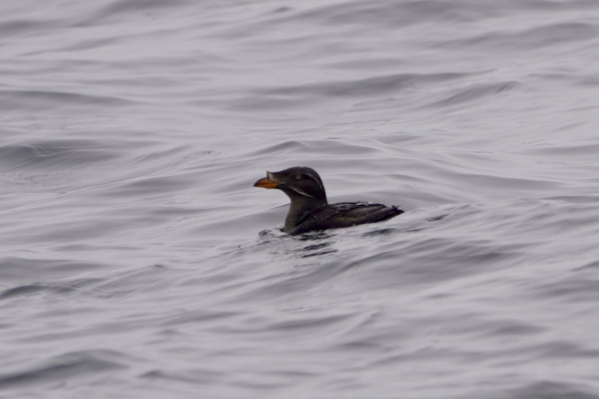 Rhinoceros Auklet - ML620742859