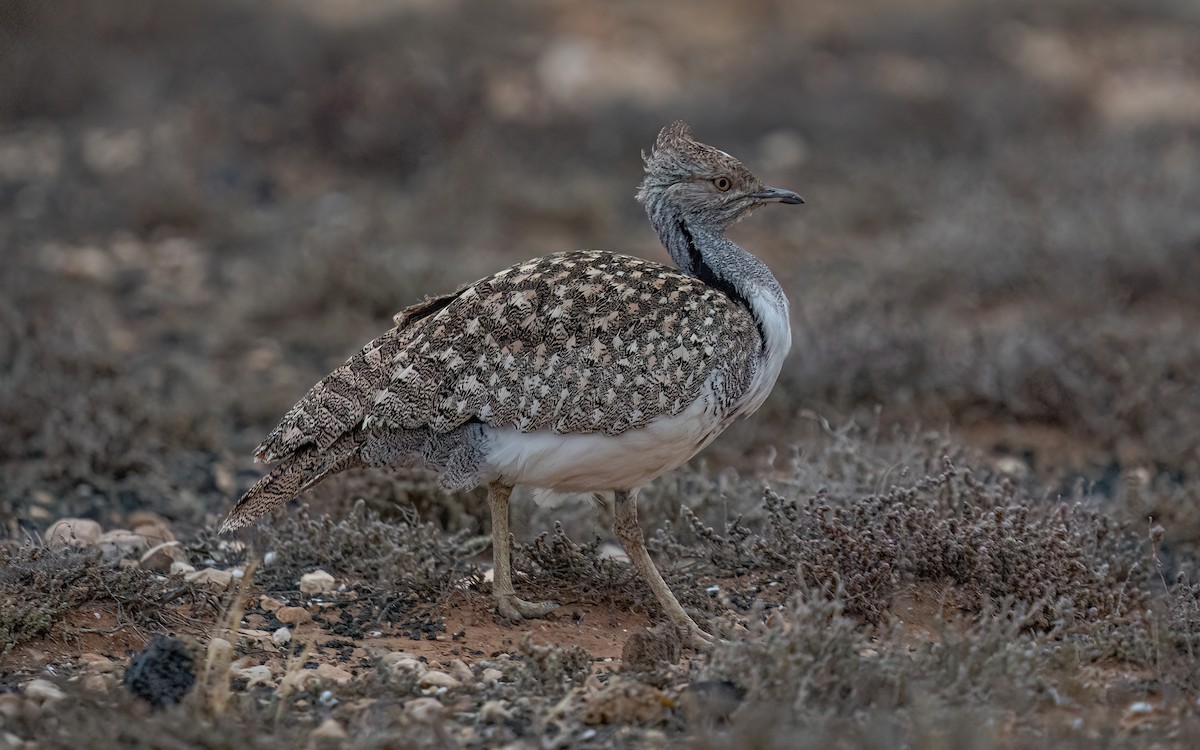 Houbara Bustard (Canary Is.) - Wouter Van Gasse